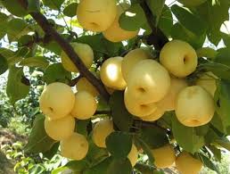 Cây Giống Lê Vàng, Lê Đen, Lê Nâu, Số Lượng Lớn, Giao Cây Toàn Quốc