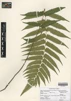 Image result for Christella hispidula