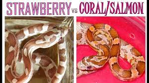 Check spelling or type a new query. Strawberry Vs Coral Salmon Corn Snake Morph Deep Dive 4 Youtube