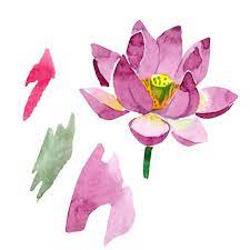 5 out of 5 stars. Beautiful Purple Lotus Flower Isolated On White Watercolor Background Illustration Watercolour Drawing Fashion Aquarelle Isolated Lotus Flower Illustration Element Royalty Free Photo And Stock Image