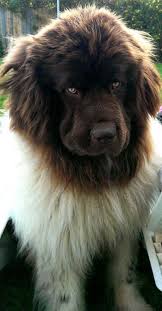 Newfoundlands Newfoundlands Massive Dog Breeds Dog Breeds Dogs