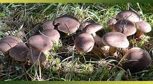Grâce à cette recette, vous pouvez en faire des conserves et en garder à portée de main toute l'année ! 8 Techniques Pour Conserver Vos Cueillettes De Champignons Des Bois Je Cuisine Mon Potager
