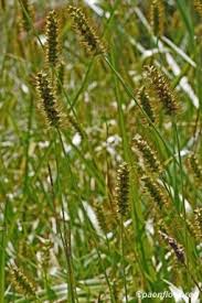 Image result for Setaria pumila