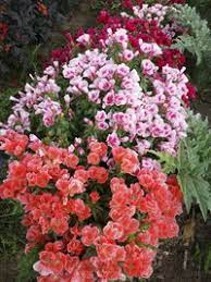 Grace Mix Godetia Organic Fedco Seeds