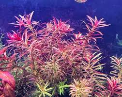 Image result for Limnophila crassifolia