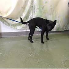 Saving Shelter Pets Inland Empire In San Bernardino California Pet Adoption Cat Adoption Kitten Adoption