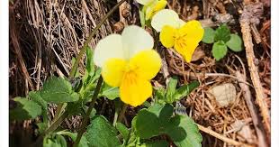 Spring In Grisons Switzerland Yellow Alpine Violas Gelbes Alpenstiefmutterchen Viola Violas Stiefmutterchen Alpineviolas Alpine Switz In 2020 Stiefmutterchen