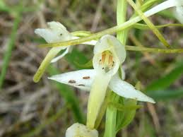 Image result for Microglossa densiflora