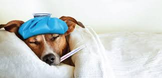 Our affordable pet vaccination clinics offer quality, preventive care to help ensure your pet's health & wellness. Top Rated Local Veterinarians All Pets Vet Hospital