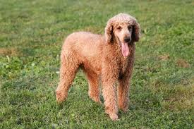 Welcome to obx doodles, where we breed beautiful ckc standard, medium and mini goldendoodles, aussiedoodles, standard poodles, and standard bernedoodles in 2020. F1b Goldendoodle Puppies In Western Maryland Albark Kennels