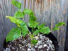 Image result for Steganotaenia