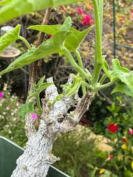 Image result for Corallocarpus welwitschii
