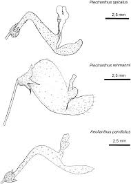 Image result for Aeollanthus rehmannii