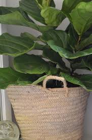 Helping doers in their home improvement projects. Fiddle Leaf Fig Nesting Place