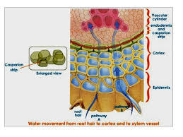 Bioflix Activity Gas Exchange Oxygen Transport Systems And Models What Is A System What Is A Model Ppt Video Online Download