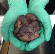 Re Nesting Baby Squirrels City Wildlife
