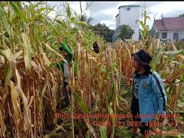 Check spelling or type a new query. Tingkatkan Produksi Penyuluh Lakukan Pemangkasan Daun Jagung