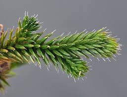 Image result for Selaginella chevalieri