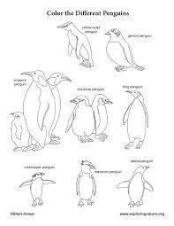 Top 20 penguin coloring pages for kids: Penguins Coloring Page In 2021 Penguin Coloring Pages Penguin Coloring Coloring Pages