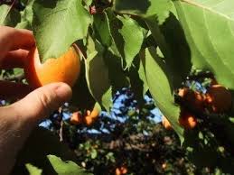 Apricot Harvest Time How And When To Pick Apricots