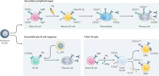 Chen graduated from china central academy of fine arts. B Cell Depletion Therapies In Autoimmune Disease Advances And Mechanistic Insights Nature Reviews Drug Discovery