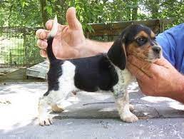 Scrogham S Blue Kennel Beagle Puppy Beagle Breeders Lancaster Puppies