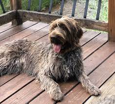 Find akc dogs & puppies in tx by local dog breeders in the lone star state. Wirehaired Pointing Griffon Puppy For Sale Online