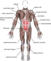 Broadly considered, human muscle—like the muscles of all vertebrates—is often divided into striated muscle, smooth. The Muscular System Ck 12 Foundation