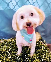 Glamour Pooch Professional Dog Grooming (Bendigo)