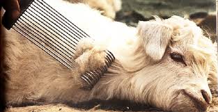 Cashmere isn't a new fabric or anything. Cashmere