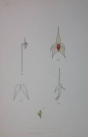 Image result for Platycoryne crocea