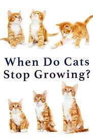Can baby hair grow in adults? When Do Cats Stop Growing A Complete Guide To Kitten Growth