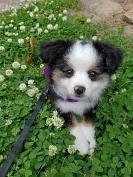 Puppy in a field of clover stock image. Image of lucky