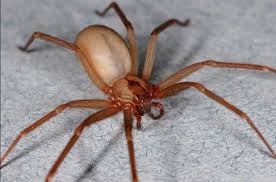 Acidentes com aranhas marrons são bem comuns. Calor Acende Alerta Para O Risco De Picadas De Aranha Marrom Rio Grande Do Sul Jornal Nh