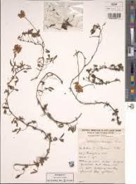 Image result for Lotononis bainesii