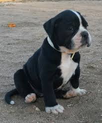 Hrana alapaha blue blood bulldog. Alapaha Blue Blood Bulldogs