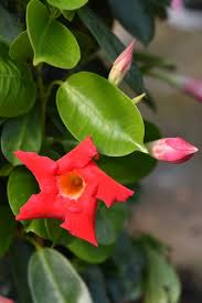 Image result for mandevilla obrázek