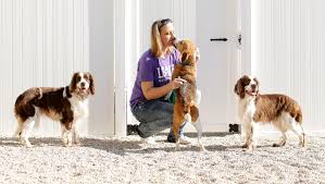 Maybe you would like to learn more about one of these? Happily Ever After Animal Sanctuary Gets A New Home