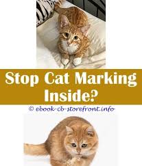 17 Striking How To Stop Cats Spraying In Your House Admirable
