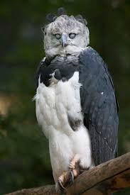 Birds That Look Like Eagles Scary Harpy This Harpy Eagle Harpia Harpyja One Of The Largest Birds Knows How To Look Scary I Know Some Don T Animals Animals Beautiful Animals Wild