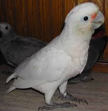 Most people like keeping them as pets because they are very interesting species. Parrot Profile 7 Goffin S Cockatoo Carrots For Parrots
