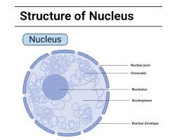 Maybe you would like to learn more about one of these? Structure And Functions Of Nucleus Brainly In