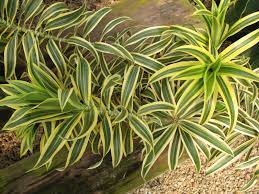 Dracaena Reflexa Pleomele Song Of India Dracaena Plants Balcony Plants