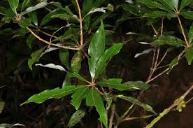 Image result for Actinodaphne