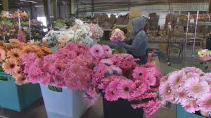This san francisco bay cruise from fisherman's wharf lets you see top attractions such as the golden gate bridge, alcatraz, angel island, and sausalito from the water in a short amount of time. Coronavirus Farmgirl Flowers Permanently Closes San Francisco Facility After Covid 19 Hits Economy Leaves Business Reeling Abc7 San Francisco