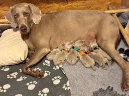 Image result for výmarský krátkosrstý ohař