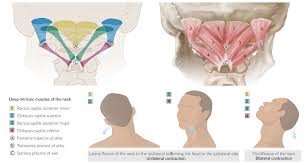 Some important structures contained in or passing through the neck include the seven cervical vertebrae. Overview Of The Head And Neck Region Amboss