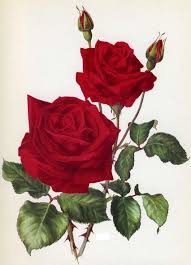 Not amazing but i tried my best, i'm still getting used to digital art. Rose Flowers Vintage Rose Image Collection Rose Art Botanical Wall Decor Antique Botanical Print