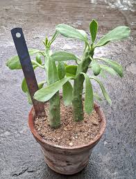 Image result for Monadenium lugardiae