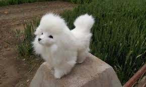 Simulation Dog Model Toy Polyethylene Real Furs 18x14cm White Poodle Toy Model Home Decoration Gift T290 Price Us 15 Dog Modeling Plush Animals Poodle